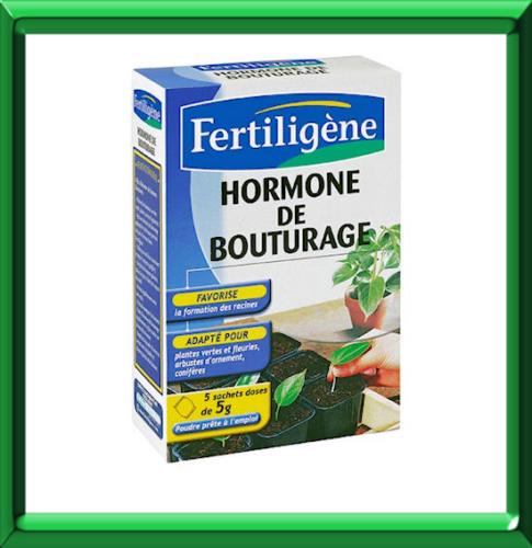 Hormone de bouturage