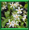 JASMIN DES INDES - TRACHELOSPERMUM JASMINOIDES