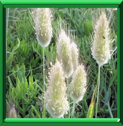 200 Graines De Lagurus Ovatus (Queue De Lièvre) - Graminée Ornementale Annuelle - Graines Reproductibles Non Hybrides - Pour Jardin Naturel Et Bouquets Secs