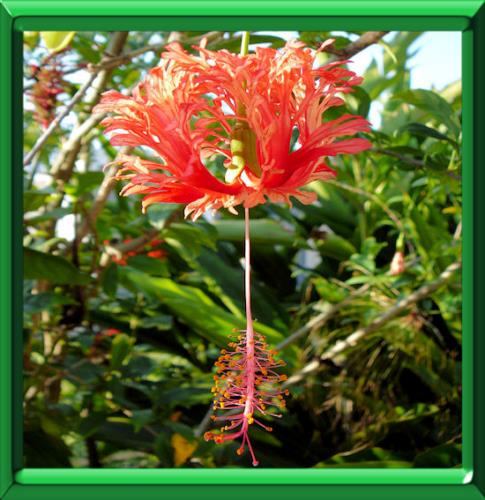 Lanterne japonaise ou hibiscus schizopetalus, fiche technique complète