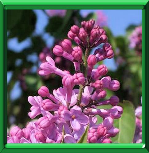 Lilac Plant Flower Syringa Stock Photos Lilac Plant Flower