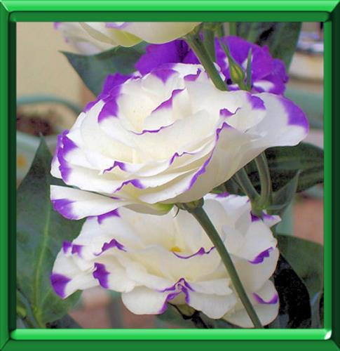 ou planter eustoma