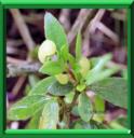 GALLE FOLIAIRE