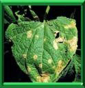 ANTHRACNOSE