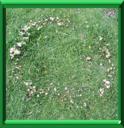 CERCLE DE FEE