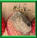 BOTRYTIS