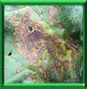 CERCOSPORIOSE