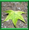 CHLOROSE