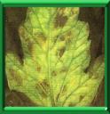 CLADOSPORIOSE