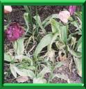 FEU DE LA TULIPE