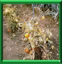 FLETRISSURE FUSARIENNE