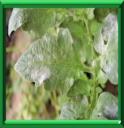 OIDIUM