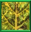 RHIZOMANIE