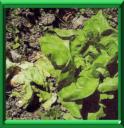SCLEROTINIOSE
