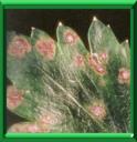 SEPTORIOSE