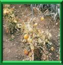 VERTICILLIOSE