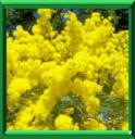 MIMOSA D'HIVER - ACACIA DEALBATA