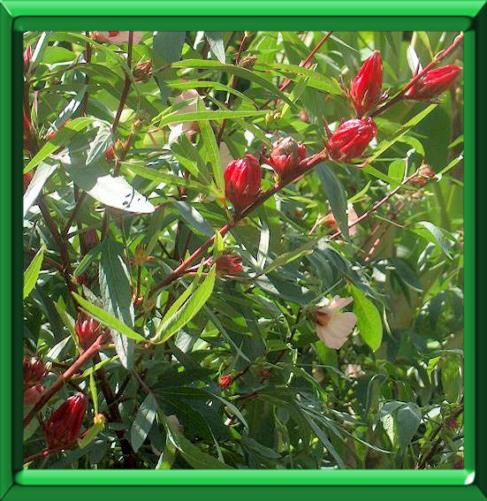 Bissap Ou Oseille De Guinée Ou Indian Sorrel Ou Roselle (hibiscus  Sabdariffa) Koor Rouge