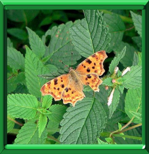 Comment aménager son jardin pour attirer les papillons