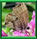 BRUN DU PELARGONIUM