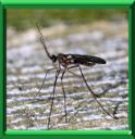 MOUCHE DES GALLES