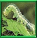 CHENILLE GEOMETRE