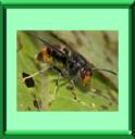 FRELON ASIATIQUE - VESPA VELUTINA