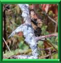 Puceron laineux ou eriosoma lanigerum