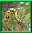 PYRALE DU BUIS - NEZARA VIRIDULA - PARASITES et NUISIBLES
