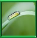FAUSSE CHENILLE