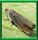 TORDEUSE DU POIS - PARASITES et NUISIBLES