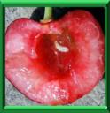 VER DE LA CERISE - RHAGOLETIS CERASIS - PARASITES et NUISIBLES