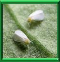 ALEURODE