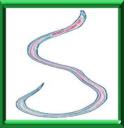 ANGUILLULE