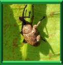 CHARANCON DES NOISETTES