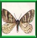 CHEIMATOBIE