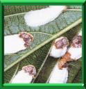 COCHENILLE A CARAPACE