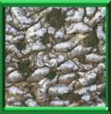 COCHENILLE A VIRGULE DU POMMIER