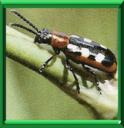 CRIOCERE