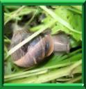 ESCARGOT