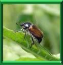 HANNETON HORTICOLE