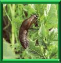 LIMACE HORTICOLE