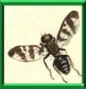 MOUCHE DE LA CERISE