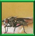 MOUCHE DE L'OIGNON