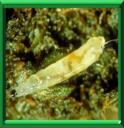 MOUCHE DU TERREAU