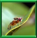 MOUCHE MEDITERRANEENNE DES FRUITS