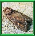 NOCTUELLE