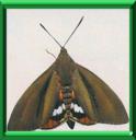 PAPILLON PALMIVORE