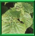 PHYTOPTE