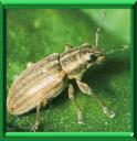 SITONE DU POIS